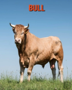 Bertrand.pt - Bull