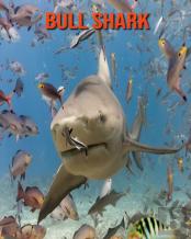 Bull Shark