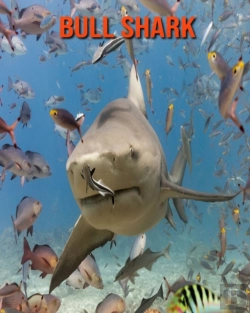 Bertrand.pt - Bull Shark