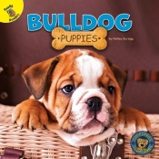 Bulldog Puppies