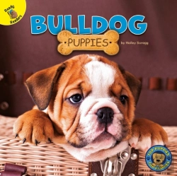 Bertrand.pt - Bulldog Puppies