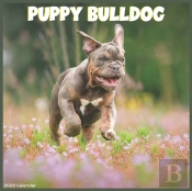 Bulldog Puppy 2022 Calendar
