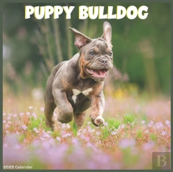 Bertrand.pt - Bulldog Puppy 2022 Calendar