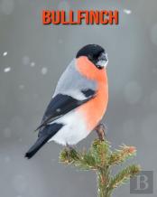 Bullfinch