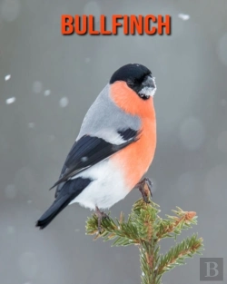 Bertrand.pt - Bullfinch