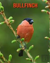 Bullfinch