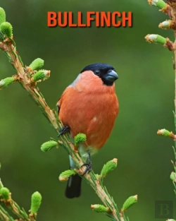 Bertrand.pt - Bullfinch