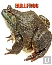 Bullfrog