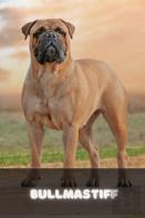 Bullmastiff