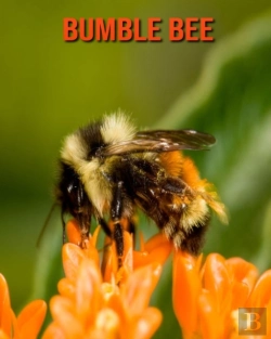 Bertrand.pt - Bumble Bee