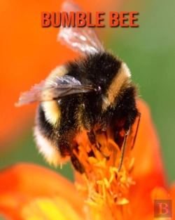 Bertrand.pt - Bumble Bee