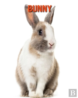 Bertrand.pt - Bunny