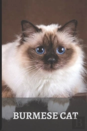 Burmese Cat