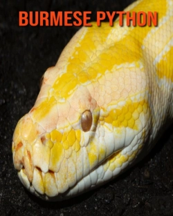 Bertrand.pt - Burmese Python