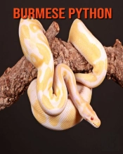 Burmese Python
