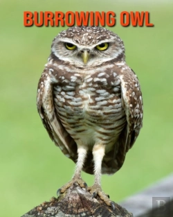Bertrand.pt - Burrowing Owl