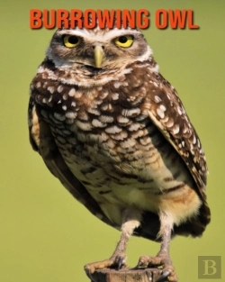 Bertrand.pt - Burrowing Owl