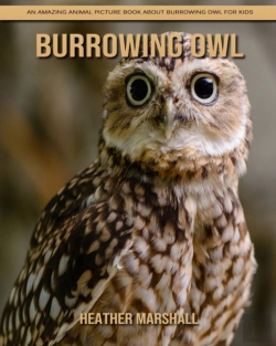 Bertrand.pt - Burrowing Owl