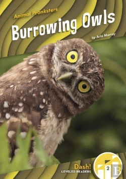Bertrand.pt - Burrowing Owls