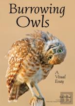Burrowing Owls