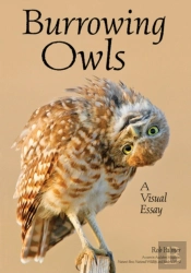 Burrowing Owls