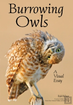 Bertrand.pt - Burrowing Owls