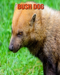 Bertrand.pt - Bush Dog