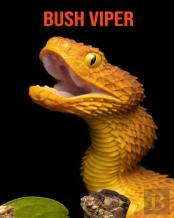 Bush Viper