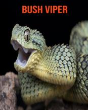 Bush Viper