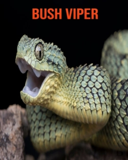 Bertrand.pt - Bush Viper