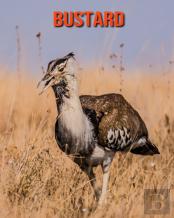 Bustard