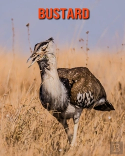 Bertrand.pt - Bustard