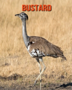 Bertrand.pt - Bustard