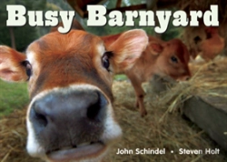 Bertrand.pt - Busy Barnyard