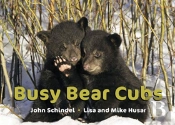 Busy Bear Cubs