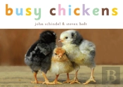 Busy Chickens