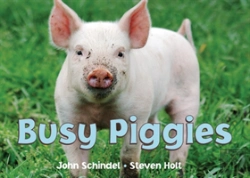 Bertrand.pt - Busy Piggies