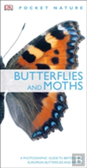 Butterflies And Moths