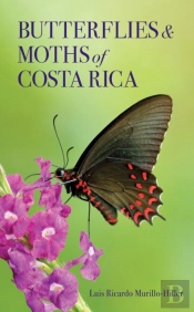 Butterflies And Moths Of Costa Rica