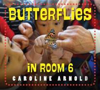 Butterflies In Room 6