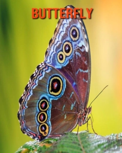 Bertrand.pt - Butterfly