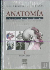 Cabeza Y Cuello