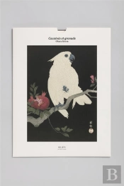 Cacatoès Et Grenade