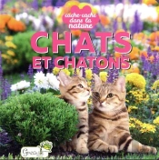 Cache-Cache Dans La Nature : Chats Et Chatons