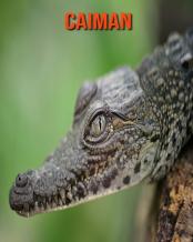 Caiman