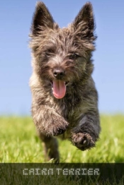 Cairn Terrier