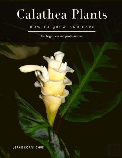 Bertrand.pt - Calathea Plants