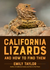 California Lizards And How To Find Them