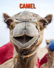 Camel