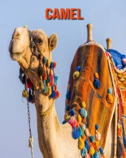 Bertrand.pt - Camel